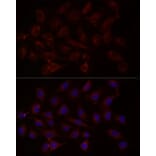 Immunofluorescence - Anti-NT-4 Antibody (A13073) - Antibodies.com