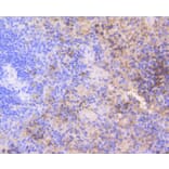 Immunohistochemistry - Anti-CDK2 Antibody (A10810) - Antibodies.com
