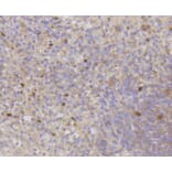 Immunohistochemistry - Anti-CDK2 Antibody (A10810) - Antibodies.com