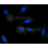 Immunofluorescence - Anti-CDK2 Antibody (A10810) - Antibodies.com