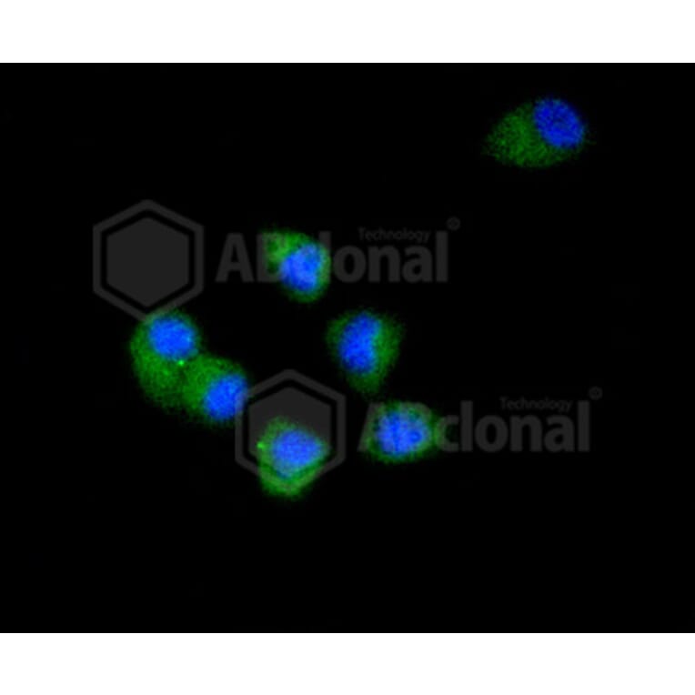 Immunofluorescence - Anti-CDK2 Antibody (A10810) - Antibodies.com