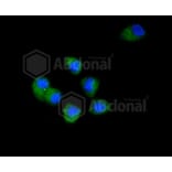 Immunofluorescence - Anti-CDK2 Antibody (A10810) - Antibodies.com
