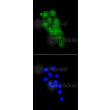 Immunofluorescence - Anti-CDK2 Antibody (A10810) - Antibodies.com