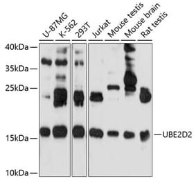 Western Blot - Anti-UBC4 Antibody (A13079) - Antibodies.com