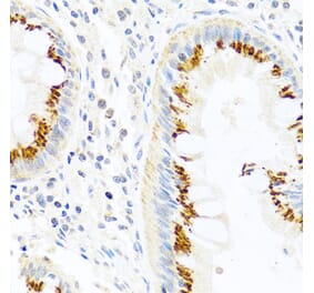 Immunohistochemistry - Anti-PANDER Antibody (A13080) - Antibodies.com