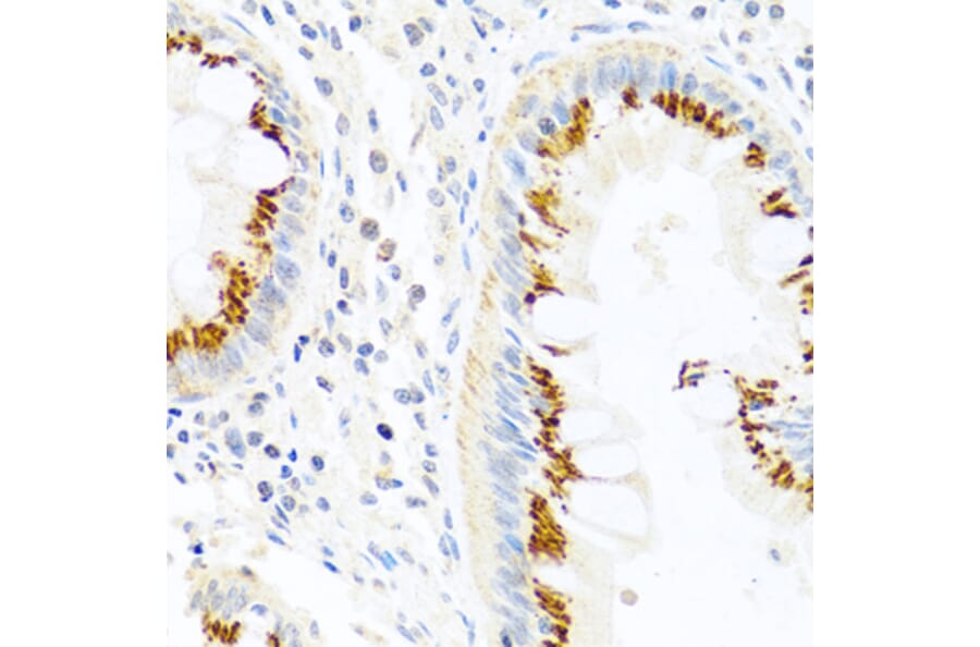 Immunohistochemistry - Anti-PANDER Antibody (A13080) - Antibodies.com
