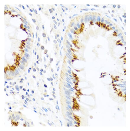 Immunohistochemistry - Anti-PANDER Antibody (A13080) - Antibodies.com