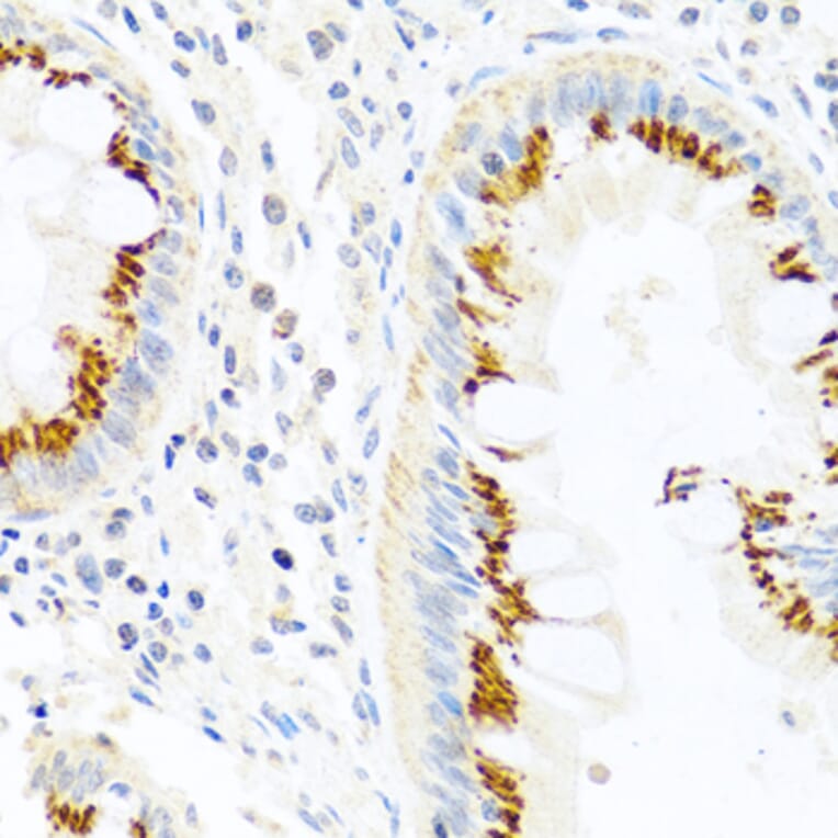 Immunohistochemistry - Anti-PANDER Antibody (A13080) - Antibodies.com