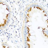 Immunohistochemistry - Anti-PANDER Antibody (A13080) - Antibodies.com