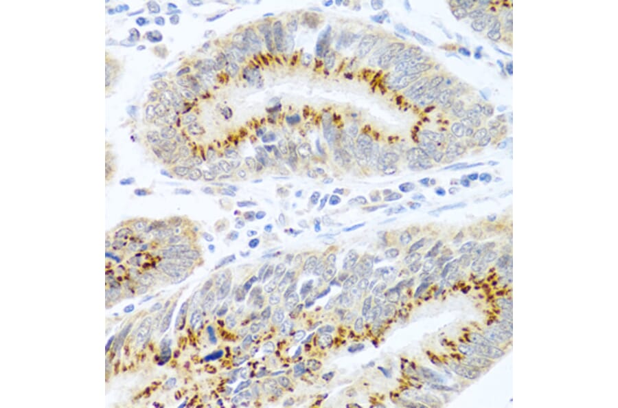 Immunohistochemistry - Anti-PANDER Antibody (A13080) - Antibodies.com