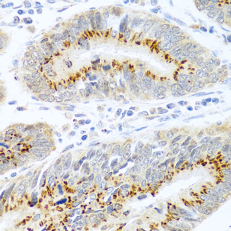 Immunohistochemistry - Anti-PANDER Antibody (A13080) - Antibodies.com