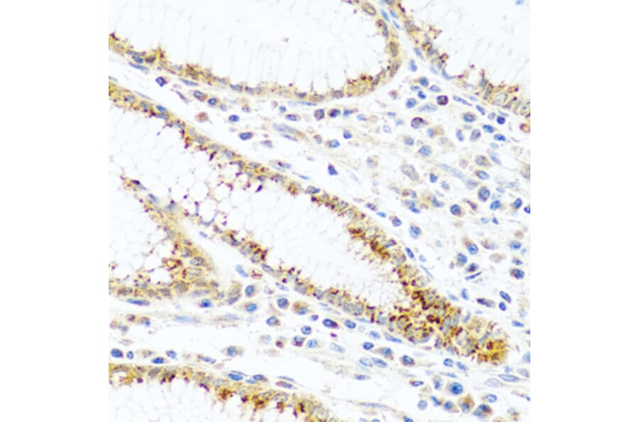 Immunohistochemistry - Anti-PANDER Antibody (A13080) - Antibodies.com