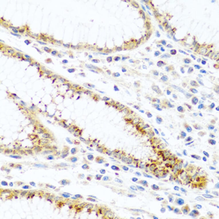 Immunohistochemistry - Anti-PANDER Antibody (A13080) - Antibodies.com