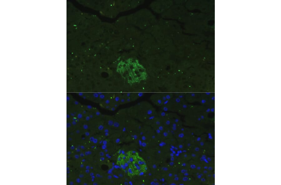 Immunofluorescence - Anti-PANDER Antibody (A13080) - Antibodies.com