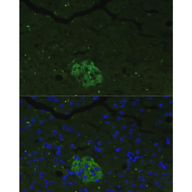 Immunofluorescence - Anti-PANDER Antibody (A13080) - Antibodies.com