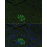 Immunofluorescence - Anti-PANDER Antibody (A13080) - Antibodies.com