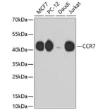 Western Blot - Anti-CCR7 Antibody (A10820) - Antibodies.com