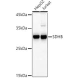 Western Blot - Anti-SDHB Antibody (A13082) - Antibodies.com