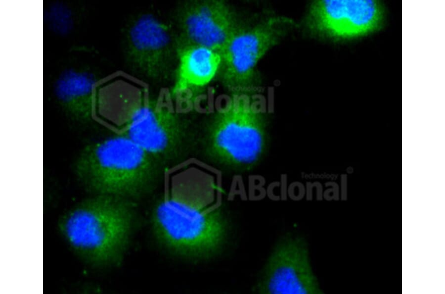 Immunofluorescence - Anti-COL17A1 Antibody (A10823) - Antibodies.com