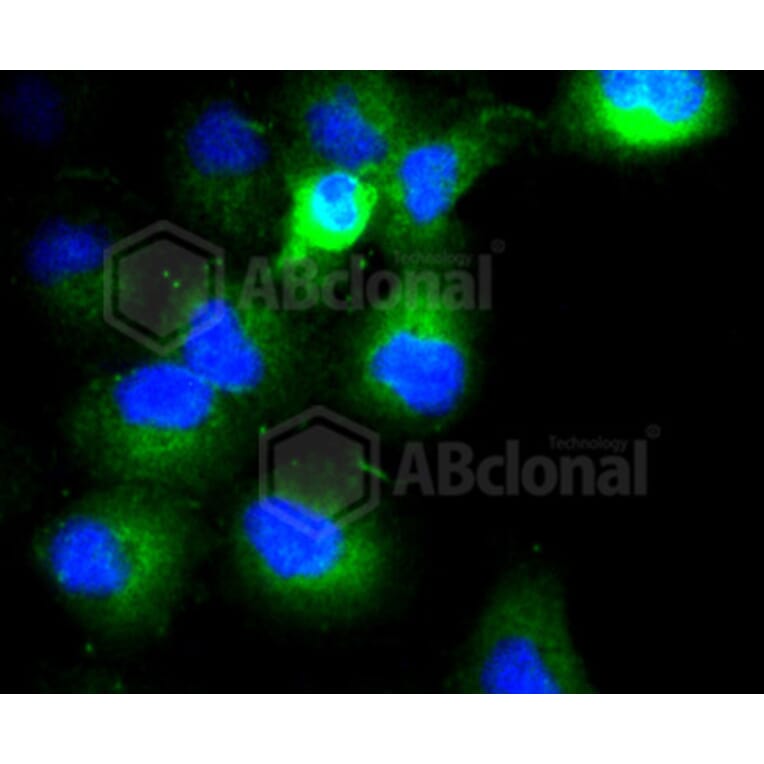 Immunofluorescence - Anti-COL17A1 Antibody (A10823) - Antibodies.com