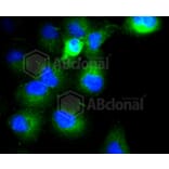 Immunofluorescence - Anti-COL17A1 Antibody (A10823) - Antibodies.com