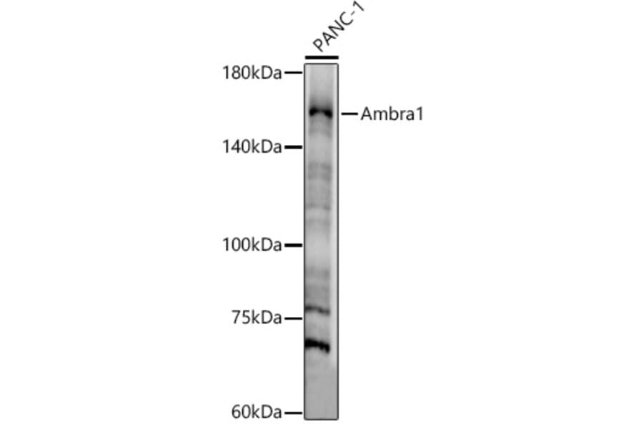 Western Blot - Anti-AMBRA1 Antibody (A13088) - Antibodies.com