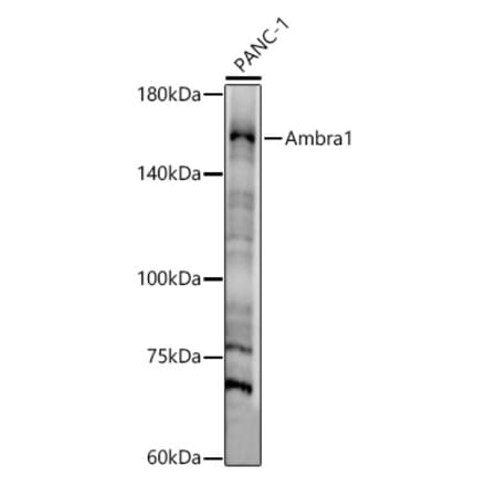 Western Blot - Anti-AMBRA1 Antibody (A13088) - Antibodies.com