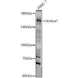 Western Blot - Anti-AMBRA1 Antibody (A13088) - Antibodies.com