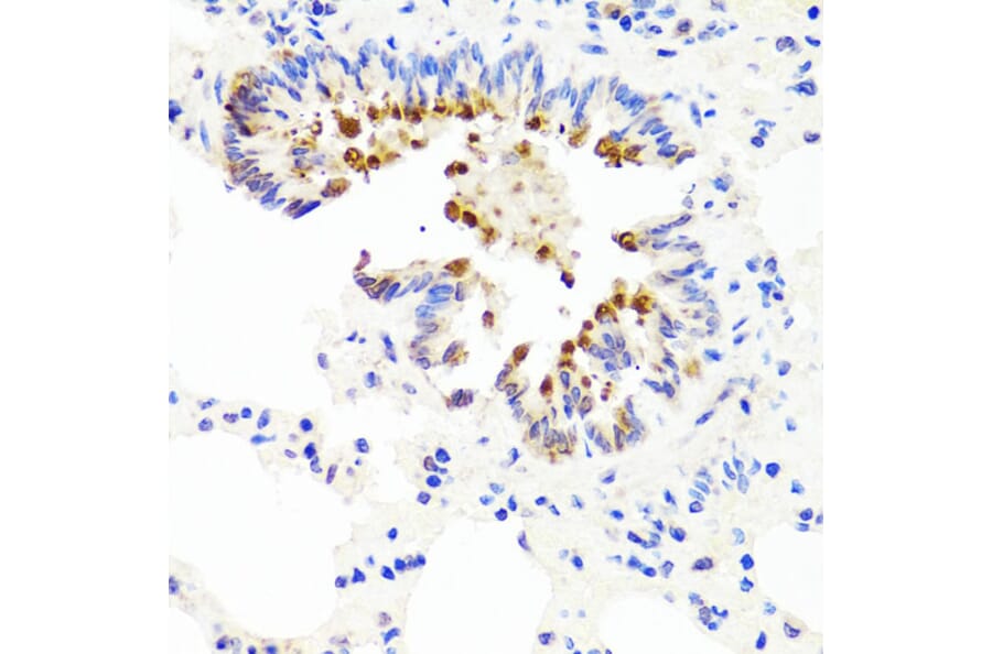 Immunohistochemistry - Anti-AMBRA1 Antibody (A13088) - Antibodies.com