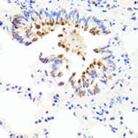 Immunohistochemistry - Anti-AMBRA1 Antibody (A13088) - Antibodies.com