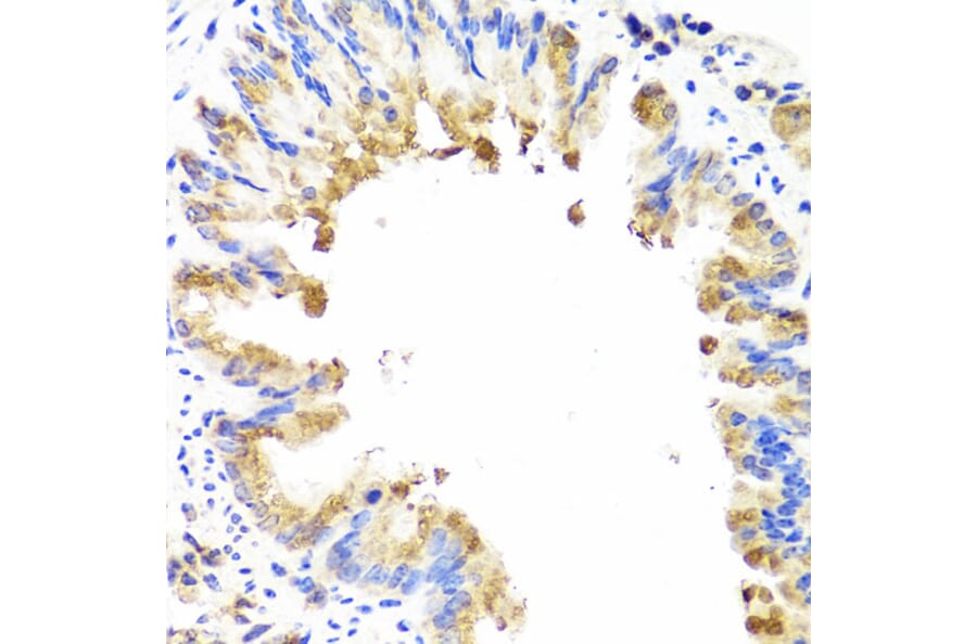 Immunohistochemistry - Anti-AMBRA1 Antibody (A13088) - Antibodies.com