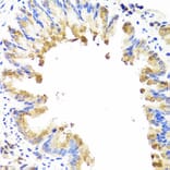 Immunohistochemistry - Anti-AMBRA1 Antibody (A13088) - Antibodies.com