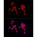 Immunofluorescence - Anti-AMBRA1 Antibody (A13088) - Antibodies.com