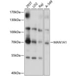 Western Blot - Anti-alpha 1,2 Mannosidase IA/MAN1A1 Antibody (A13089) - Antibodies.com