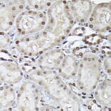 Immunohistochemistry - Anti-p38 alpha / MAPK14 Antibody (A13090) - Antibodies.com
