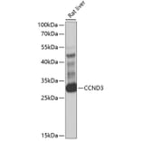 Western Blot - Anti-CCND3 Antibody (A1084) - Antibodies.com