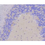 Immunohistochemistry - Anti-DLG4 Antibody (A10841) - Antibodies.com