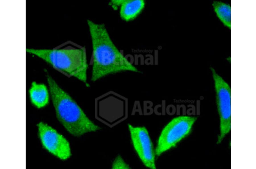 Immunofluorescence - Anti-DLG4 Antibody (A10841) - Antibodies.com