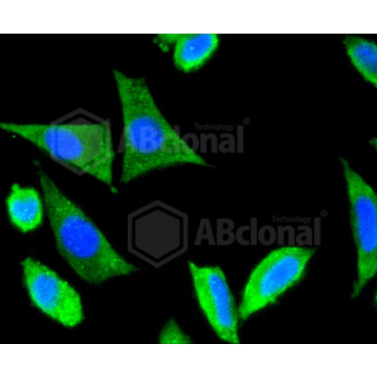Immunofluorescence - Anti-DLG4 Antibody (A10841) - Antibodies.com