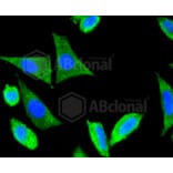 Immunofluorescence - Anti-DLG4 Antibody (A10841) - Antibodies.com
