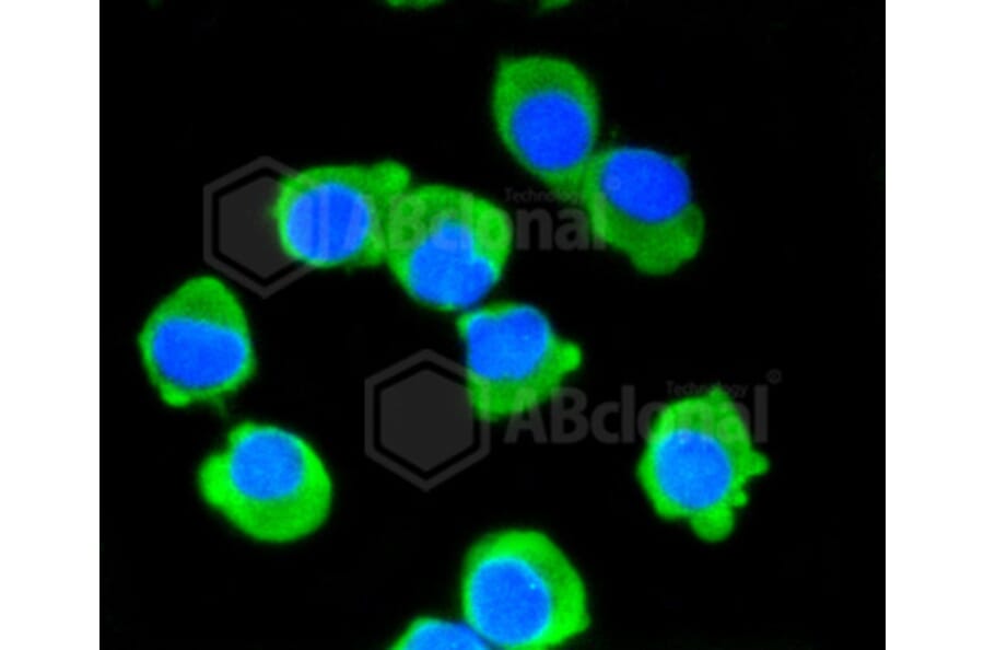 Immunofluorescence - Anti-DLG4 Antibody (A10841) - Antibodies.com