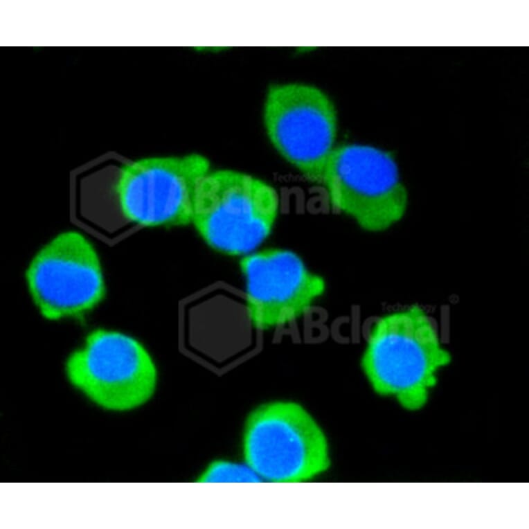 Immunofluorescence - Anti-DLG4 Antibody (A10841) - Antibodies.com