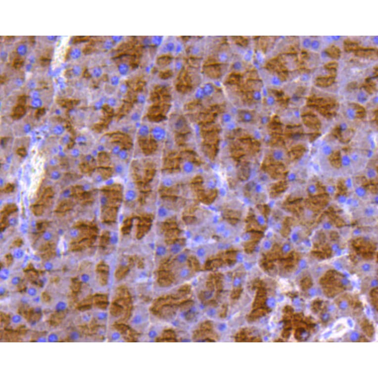 Immunohistochemistry - Anti-DUSP6 Antibody (A10847) - Antibodies.com