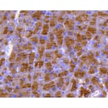 Immunohistochemistry - Anti-DUSP6 Antibody (A10847) - Antibodies.com