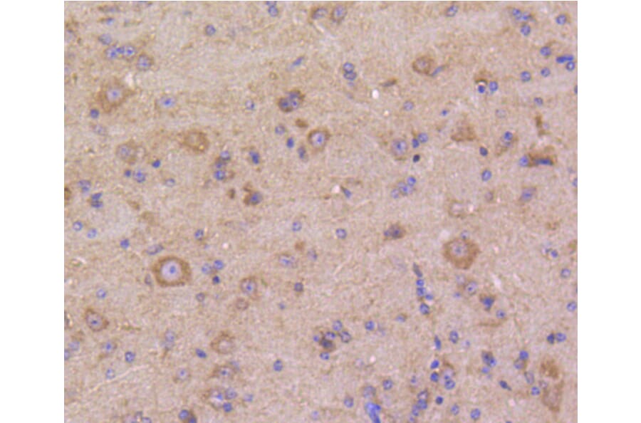 Immunohistochemistry - Anti-DUSP6 Antibody (A10847) - Antibodies.com