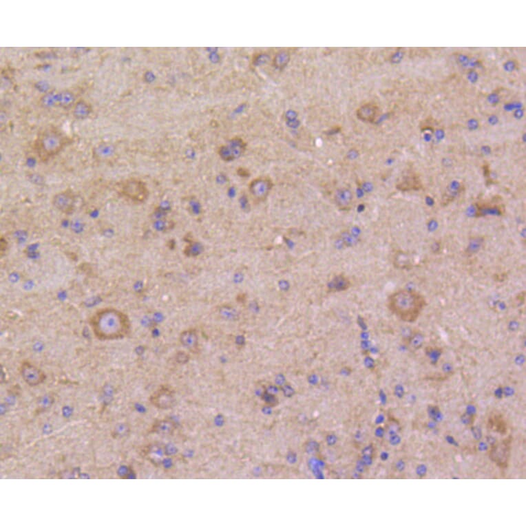 Immunohistochemistry - Anti-DUSP6 Antibody (A10847) - Antibodies.com