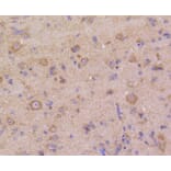 Immunohistochemistry - Anti-DUSP6 Antibody (A10847) - Antibodies.com
