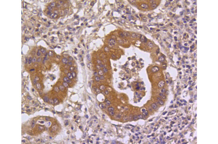 Immunohistochemistry - Anti-DUSP6 Antibody (A10847) - Antibodies.com