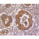 Immunohistochemistry - Anti-DUSP6 Antibody (A10847) - Antibodies.com