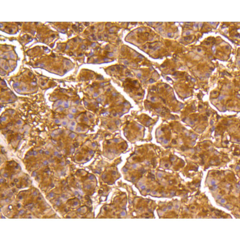 Immunohistochemistry - Anti-DUSP6 Antibody (A10847) - Antibodies.com